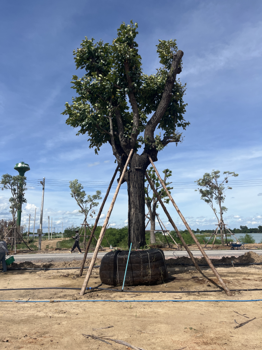 ต้นพะยอม